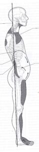 tposterior